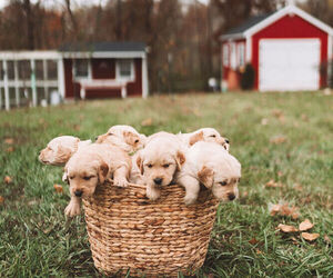 Golden Retriever Puppy for sale in VERONA, KY, USA