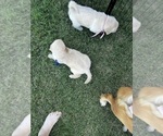 Small Photo #27 Golden Retriever Puppy For Sale in BIG CABIN, OK, USA