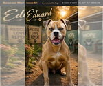 Small Bulldog Mix