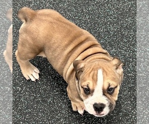 Victorian Bulldogge Puppy for sale in LOUISVILLE, KY, USA