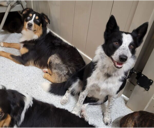 Medium Photo #17 Border Collie Puppy For Sale in Highland, IL, USA