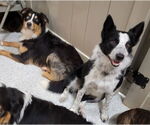 Small #16 Border Collie