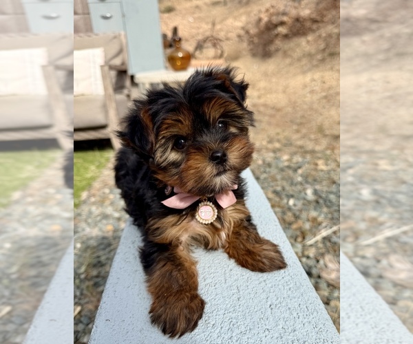 Medium Photo #1 Yorkshire Terrier Puppy For Sale in GLENDALE, AZ, USA