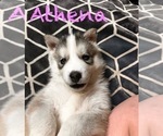 Puppy Athena Siberian Husky