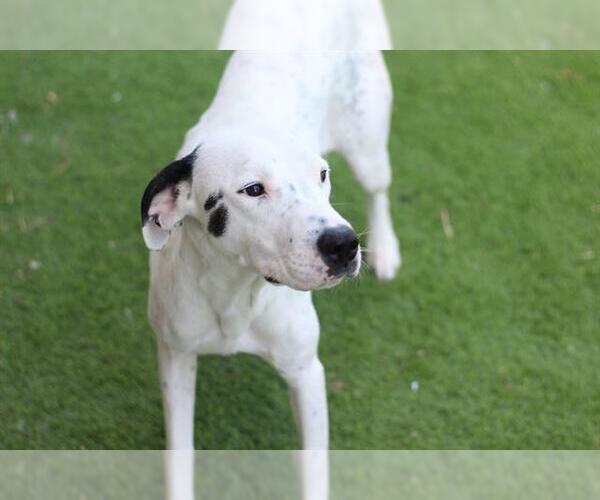 Medium Photo #1 American Staffordshire Terrier-Pointer Mix Puppy For Sale in Grand Prairie, TX, USA