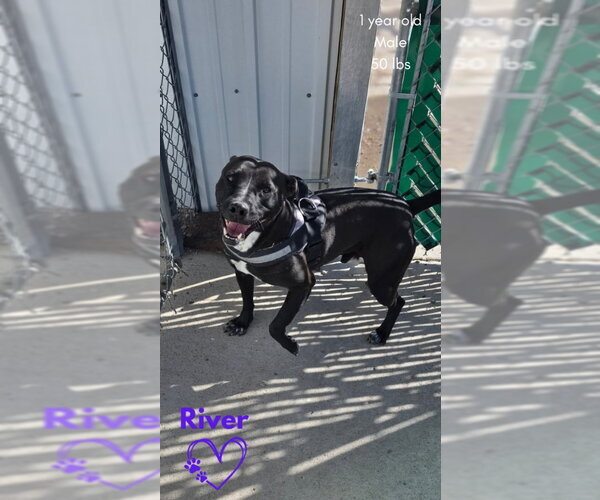 Medium Photo #9 Mutt Puppy For Sale in Monte Vista, CO, USA