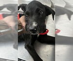 Small Labrador Retriever Mix