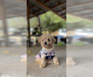 Poodle (Toy) Puppy for sale in HANFORD, CA, USA