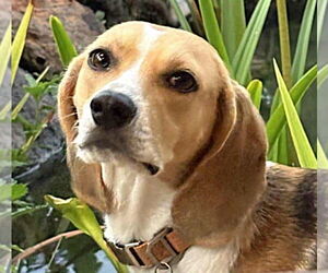Beagle Dogs for adoption in Dunnellon, FL, USA
