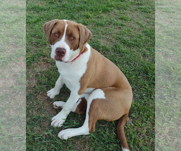 Medium Photo #5 Saint Bernard-Unknown Mix Puppy For Sale in Cookeville, TN, USA