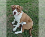 Small #4 Saint Bernard Mix