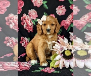 Golden Cavalier Puppy for sale in KIRKWOOD, PA, USA