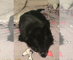 Small #3 Chow Chow Mix