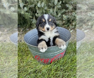 Bernese Mountain Dog Puppy for sale in MIDDLEBURY, IN, USA