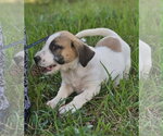 Small #2 Basset Hound Mix