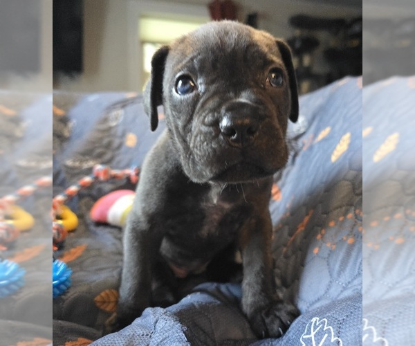 Medium Photo #15 Cane Corso Puppy For Sale in HENRY, VA, USA