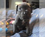 Small Photo #15 Cane Corso Puppy For Sale in HENRY, VA, USA