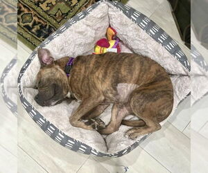 Medium American Staffordshire Terrier-French Bulldog Mix