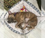 Small American Staffordshire Terrier-French Bulldog Mix