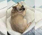 Small Photo #7 ShiChi Puppy For Sale in Wetumpka, AL, USA