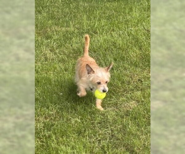 Medium Photo #3 Mutt Puppy For Sale in Plainfield, IL, USA