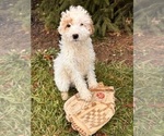 Small Photo #1 Goldendoodle (Miniature) Puppy For Sale in MIDDLEBURY, IN, USA