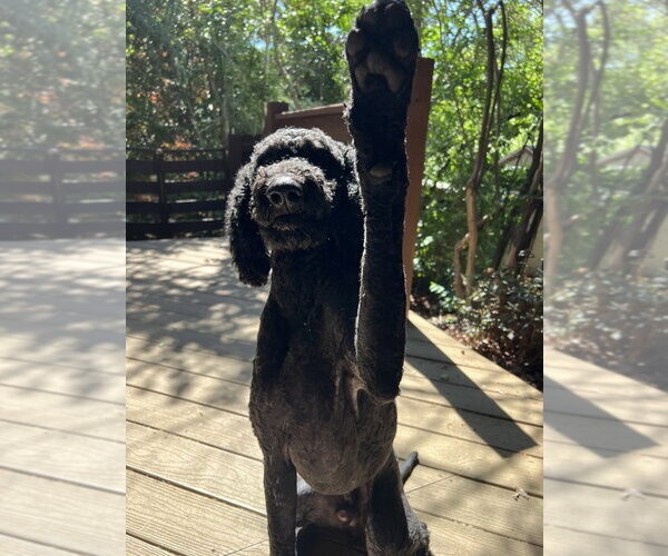 Medium Photo #3 Mutt Puppy For Sale in Candler, NC, USA