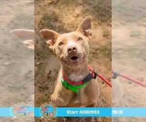 Bulldog Dogs for adoption in Mobile, AL, USA