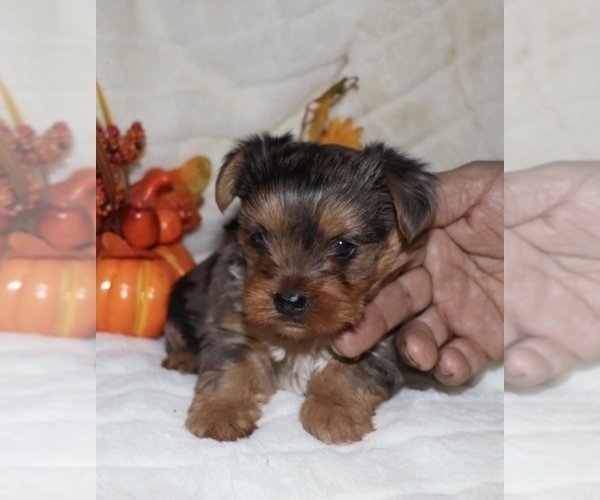 Medium Photo #1 Yorkshire Terrier Puppy For Sale in LOVELY, KY, USA