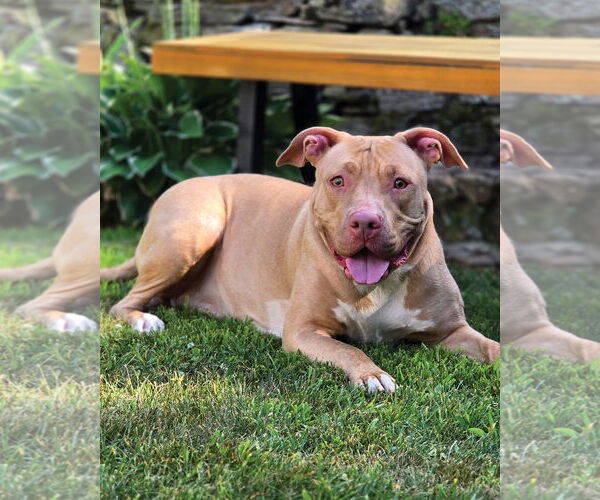 Medium Photo #4 American Pit Bull Terrier Puppy For Sale in Westminster, MA, USA