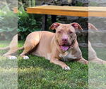 Small #3 American Pit Bull Terrier