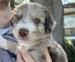 Puppy Kash Aussiedoodle