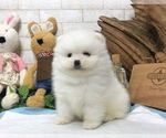 Small Photo #1 Pomeranian Puppy For Sale in NEW YORK, NY, USA