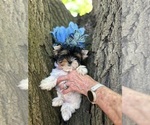 Small #2 Biewer Terrier
