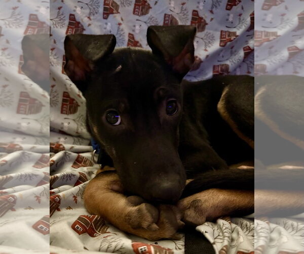 Medium Photo #4 Beagle-Unknown Mix Puppy For Sale in Jefferson, NJ, USA