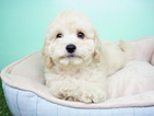Small Photo #3 Goldendoodle Puppy For Sale in LA MIRADA, CA, USA