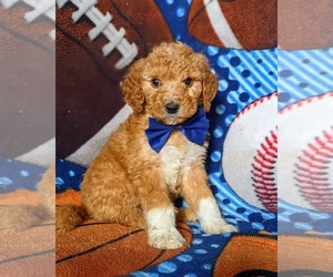 Goldendoodle Puppy for sale in GLEN ROCK, PA, USA
