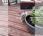 Small Photo #11 French Bulldog Puppy For Sale in KANSAS CITY, MO, USA