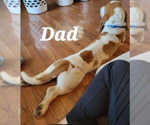 Father of the Basset Hound puppies born on 09/04/2026