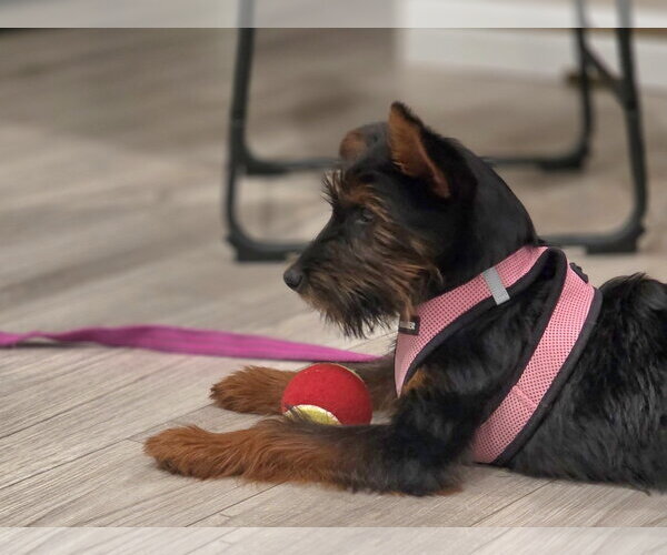 Medium Photo #3 Airedale Terrier-Unknown Mix Puppy For Sale in Wheaton, IL, USA