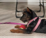 Small #2 Airedale Terrier Mix