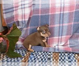 Chihuahua Puppy for sale in MOUNT VERNON, OH, USA
