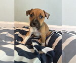 Small #1 American Pit Bull Terrier-Black Mouth Cur Mix