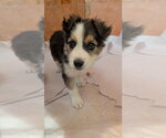Small #2 Australian Shepherd Mix