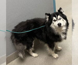 Huskies -Unknown Mix Dogs for adoption in Las Vegas, NV, USA