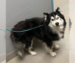 Small Huskies  Mix