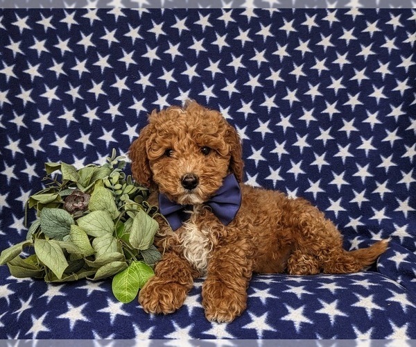 Medium Photo #6 Miniature Labradoodle Puppy For Sale in NOTTINGHAM, PA, USA