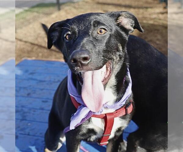 Medium Photo #1 Mutt Puppy For Sale in San Antonio, TX, USA