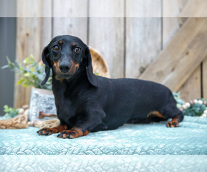 Mother of the Dachshund puppies born on 12/27/2024