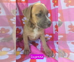 Small #7 Catahoula Leopard Dog Mix